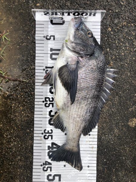 イチノ兄弟(兄)釣果!