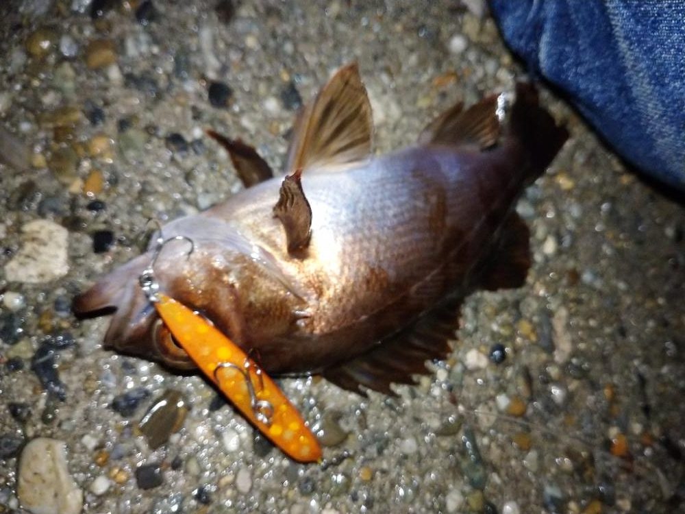 makopenでメバルプラッギング