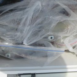 良型ヤリイカ主体　20～43～52杯