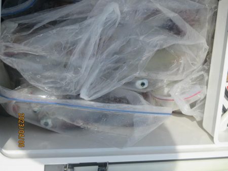 良型ヤリイカ主体　20～43～52杯