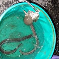 でかいアイナメ