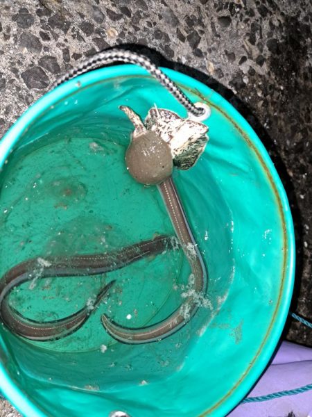 でかいアイナメ