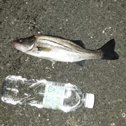 久しぶりのシーバス