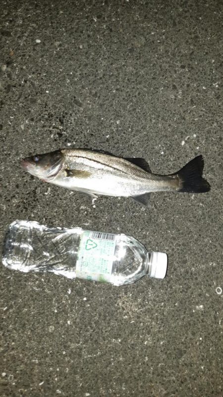 久しぶりのシーバス