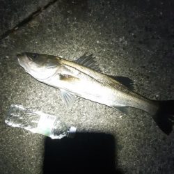 シーバス狙いに。