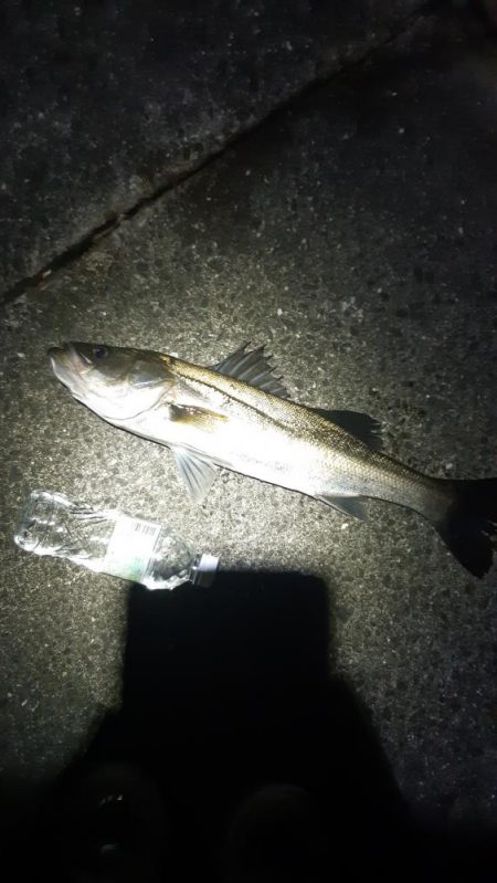 シーバス狙いに。