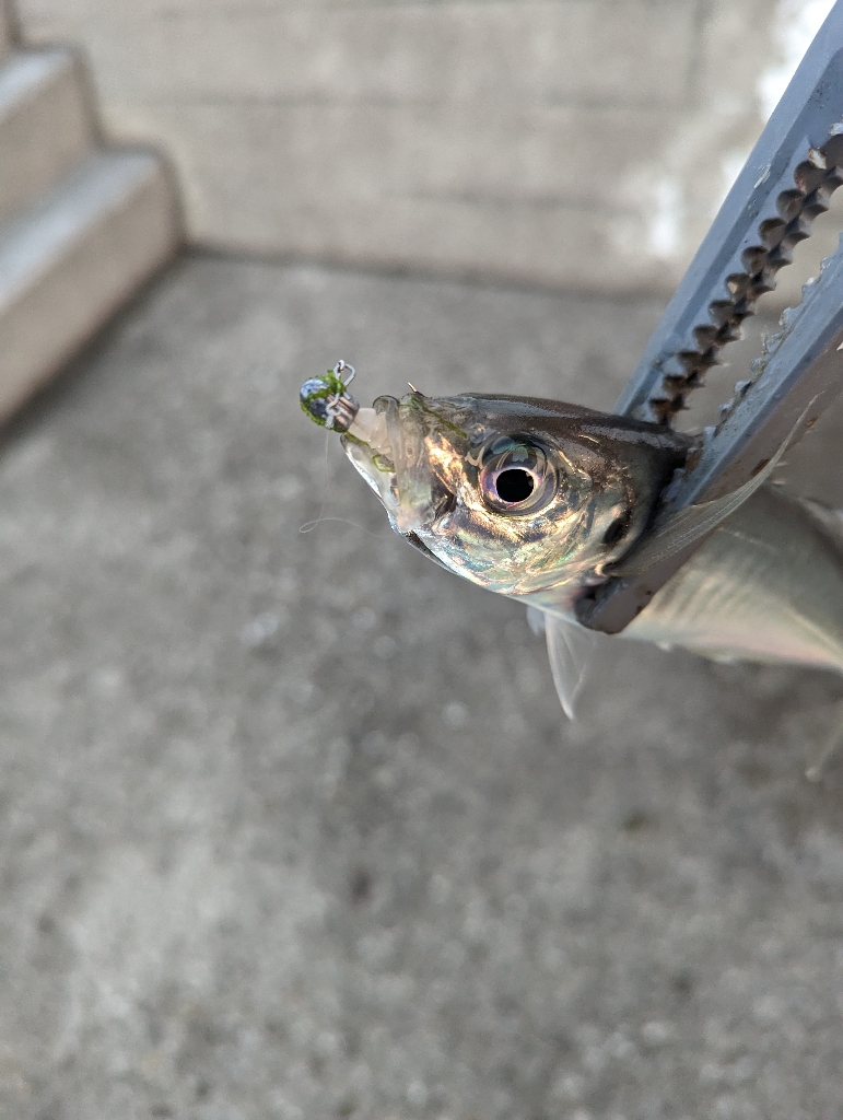 陸っぱり釣行記