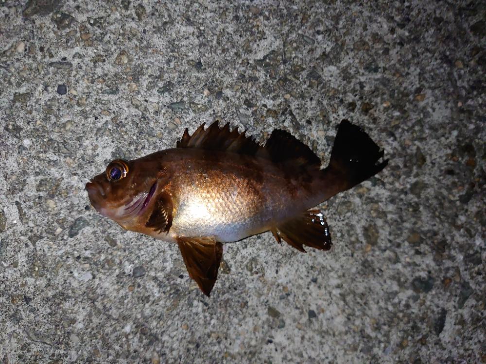 メバルウキ釣り調査🎣