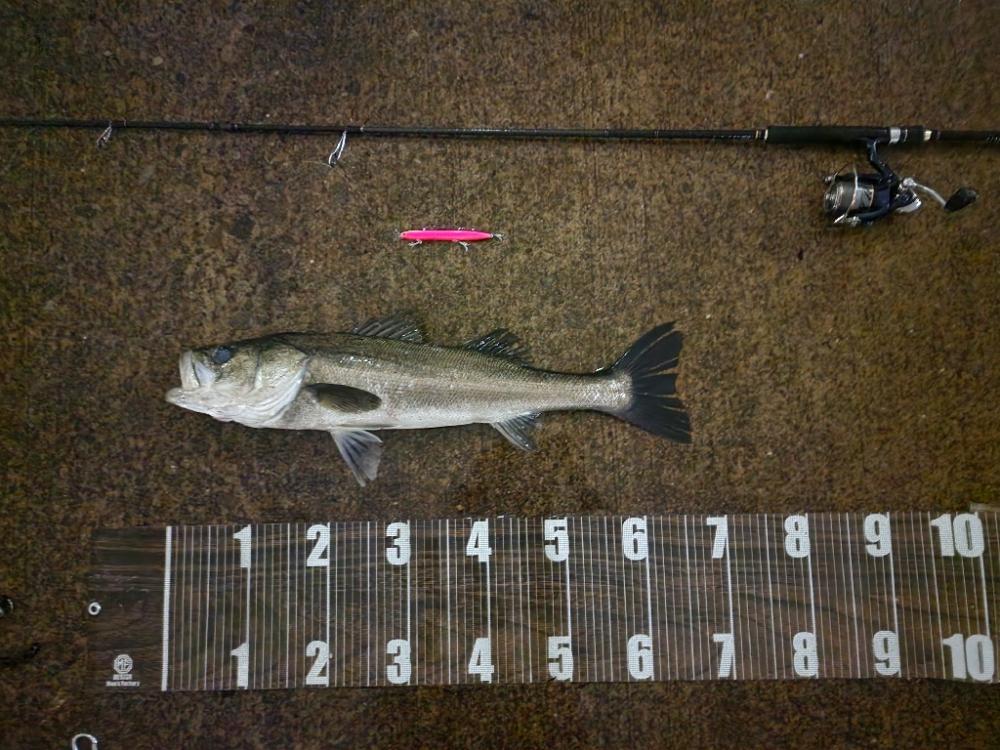 バチ抜け11戦目 雨天釣行