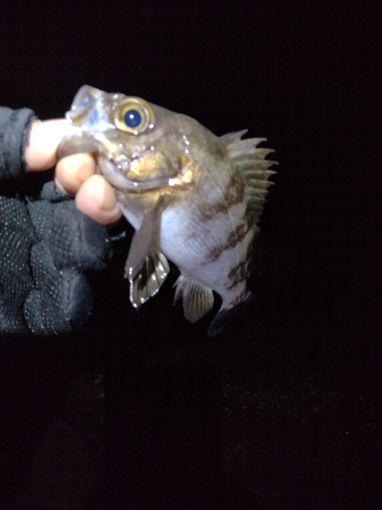 こうも違うかな