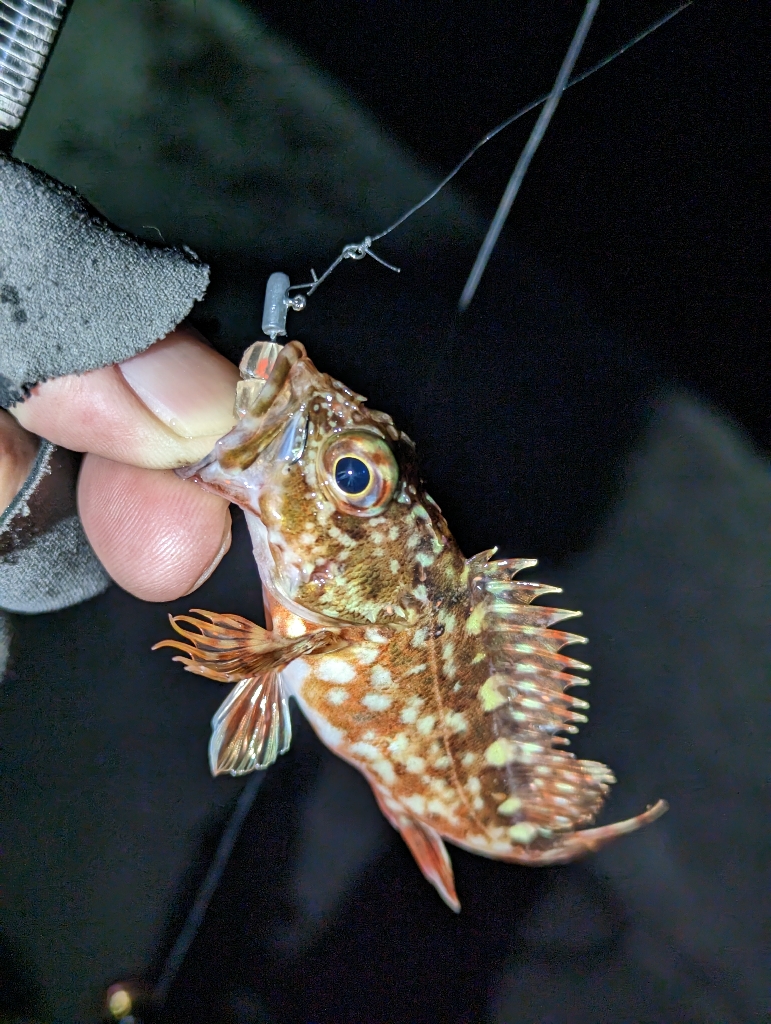 春を告げる烏賊と魚