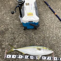 シンペンで鰤来た