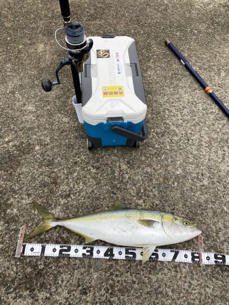 シンペンで鰤来た