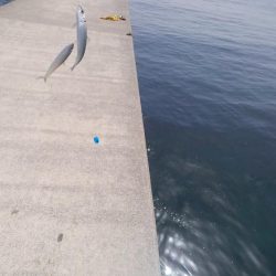 ５００匹の魚GET！