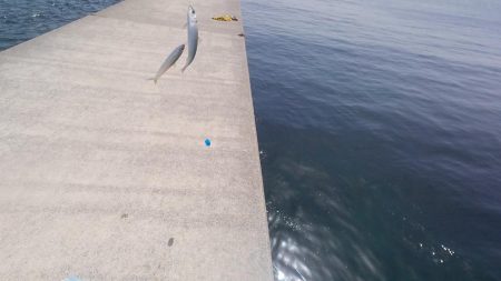 ５００匹の魚GET！