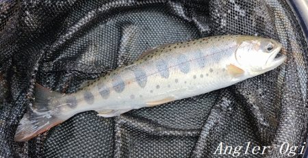 雨後はやっぱり高活性!