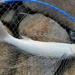 ボラにうタモを折られる