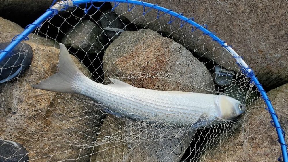 ボラにうタモを折られる