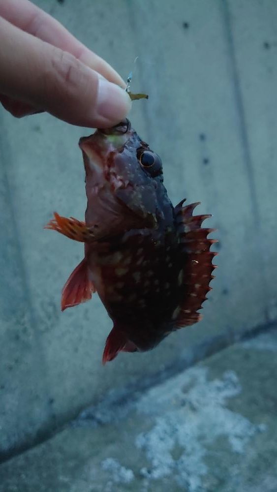 様子を見に行ってみた