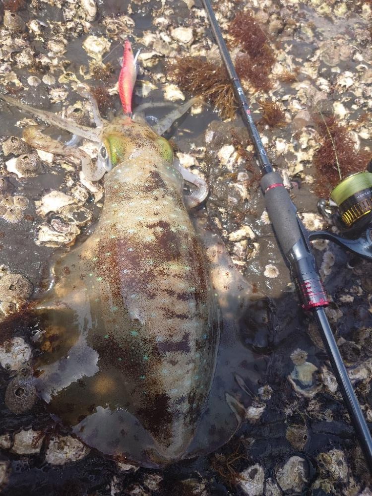 春イカエギングIN対馬