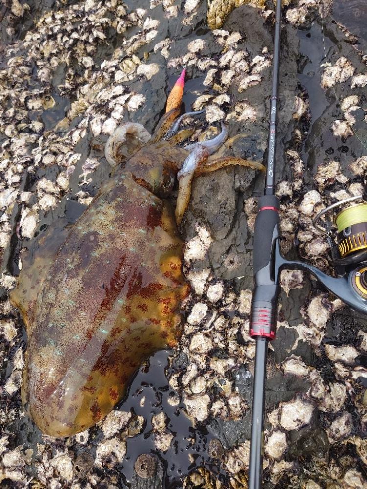 雨前エギングIN対馬