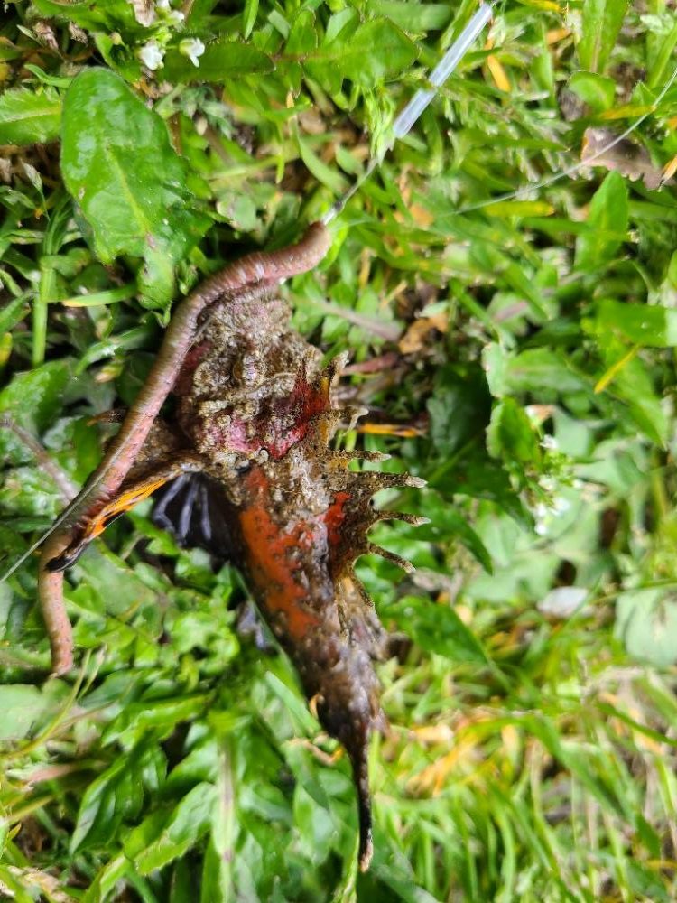 久しぶりのエサ釣り