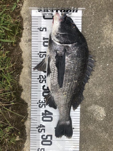 イチノ兄弟(兄)釣果!