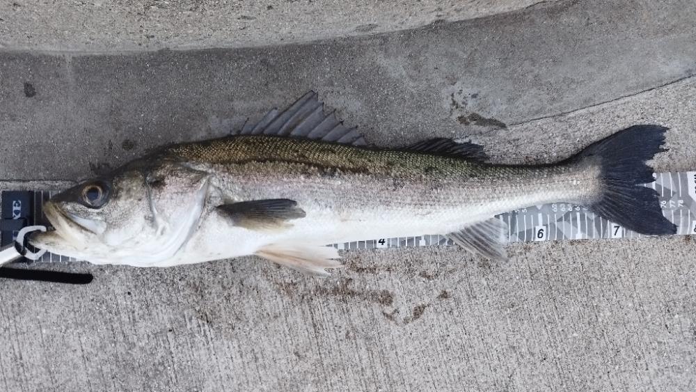 アジングto青物のつもりが