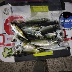 豆アジング@小島