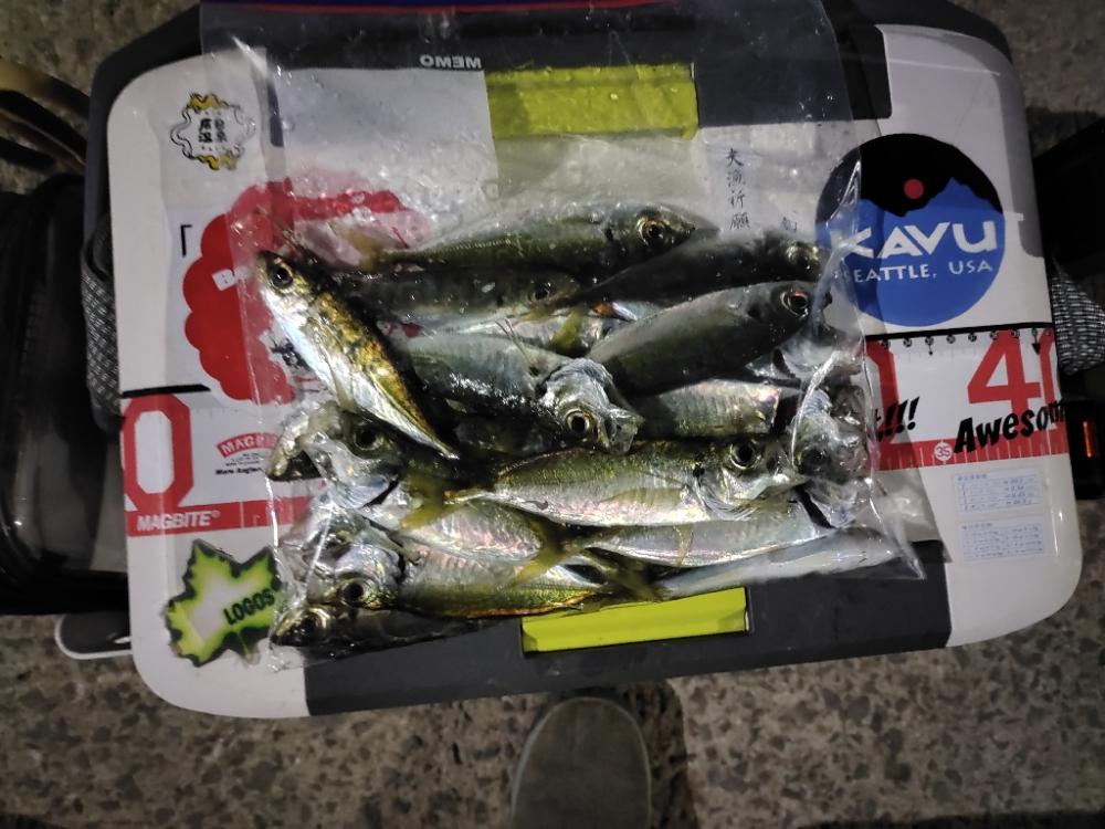 豆アジング@小島