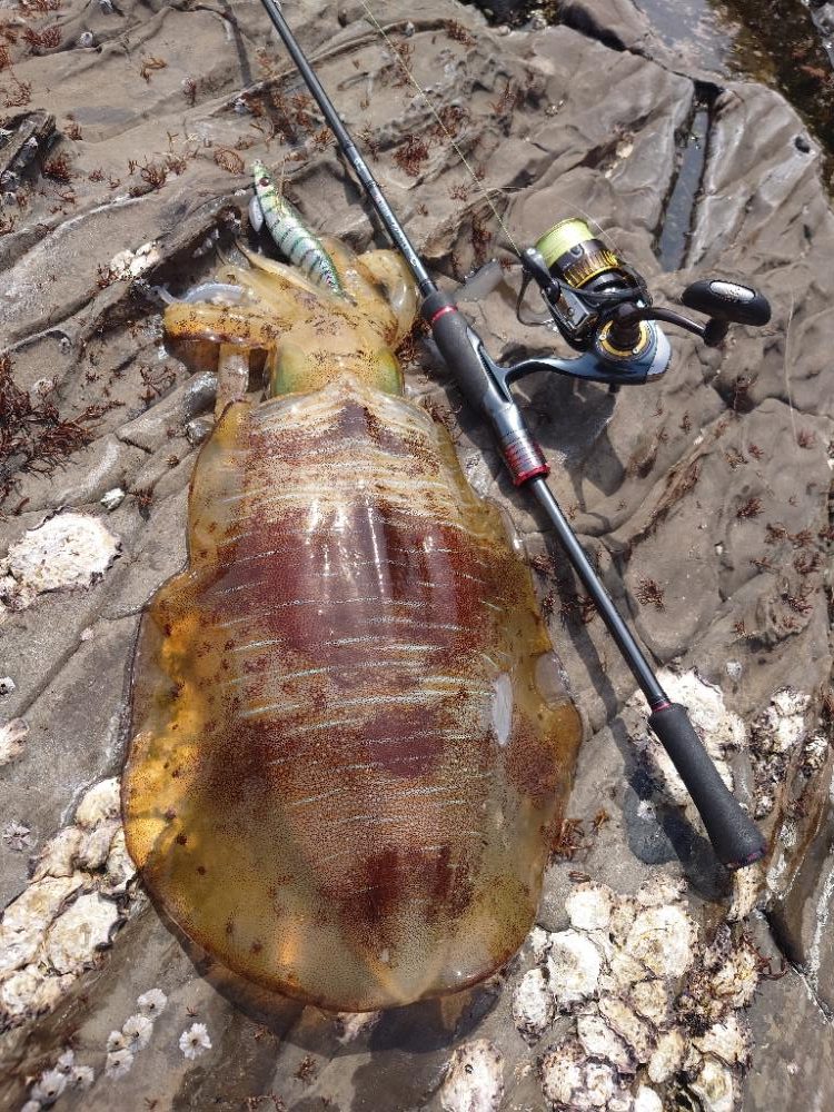 磯ランガンエギングIN対馬