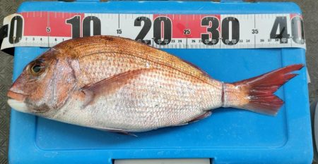 タイラバでヨンマル@海蓮丸