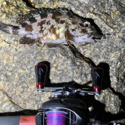 釣り場にいる猫ちゃんが気になって