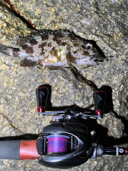 釣り場にいる猫ちゃんが気になって