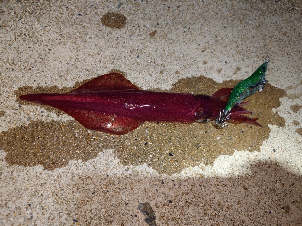 爆風エギングIN対馬