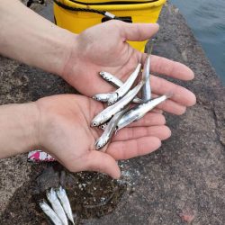 ファミリーフィッシング