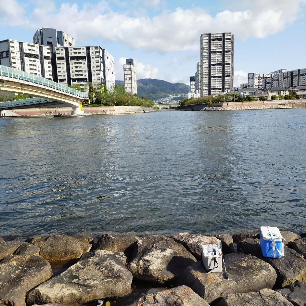 久々に朝マズメ、エビ撒き釣り