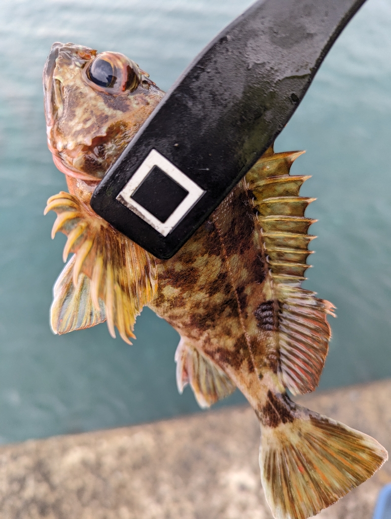 メバリング改めガシリング