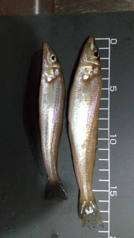 キス～寒の戻り？