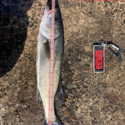 不甲斐ないエビ撒き