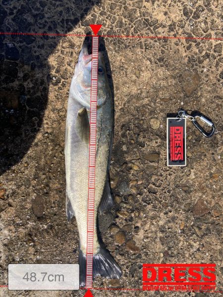 不甲斐ないエビ撒き