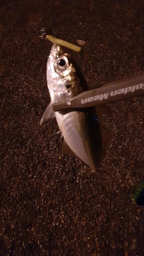 クラゲがすごい‼️