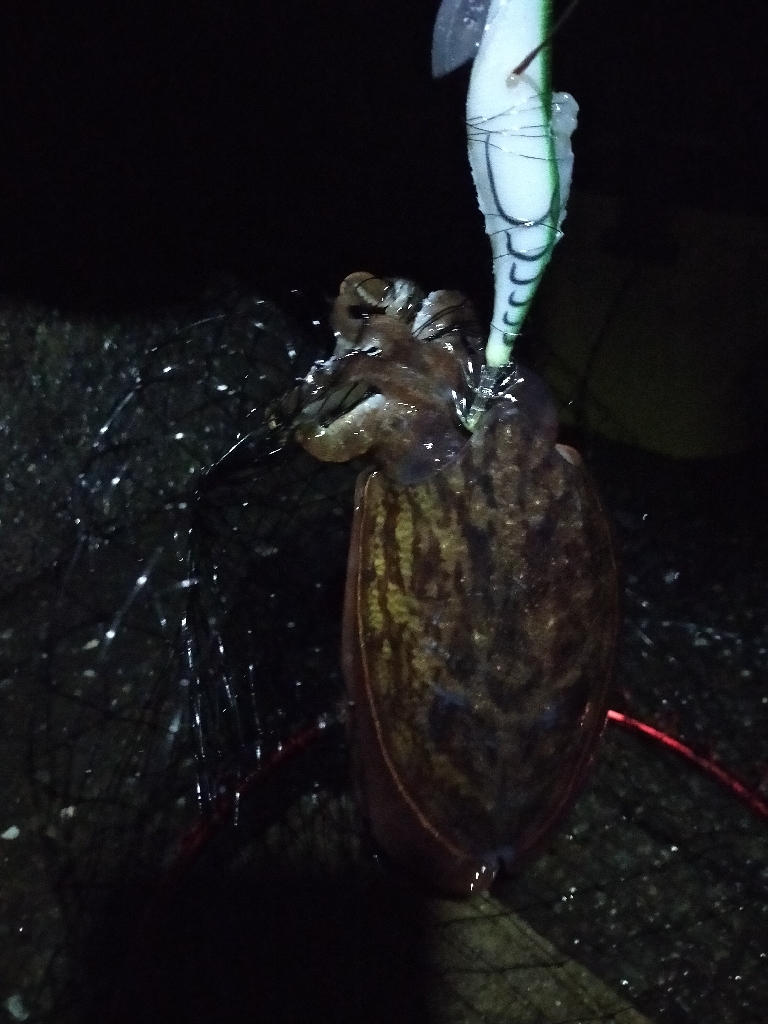 コウイカのリベンジ