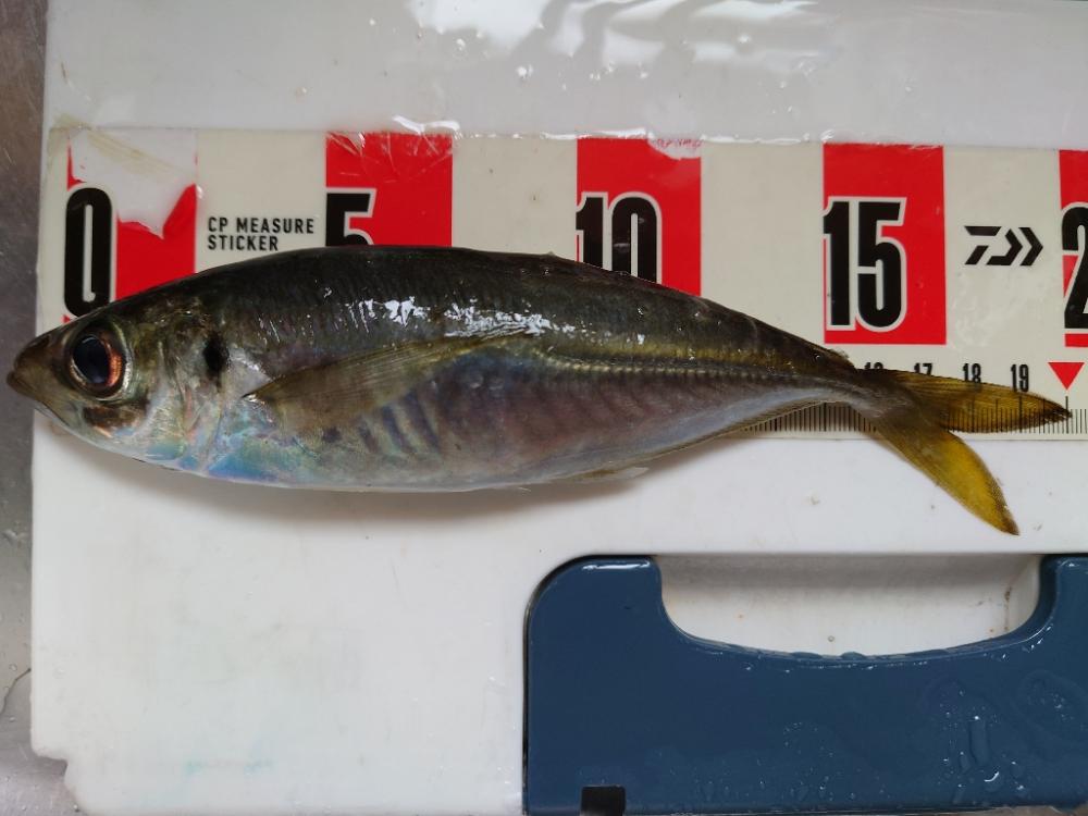 ポンポンパンパンワガママボディ