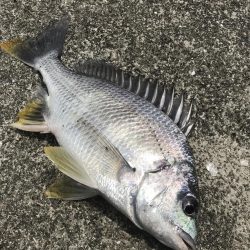 カニのちょい投げでチヌ釣り