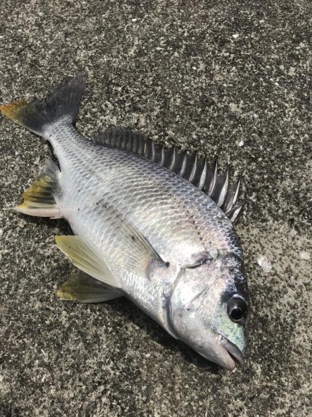 カニのちょい投げでチヌ釣り