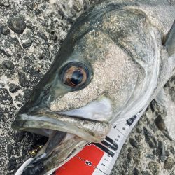 ランカーゲットならず(T_T)