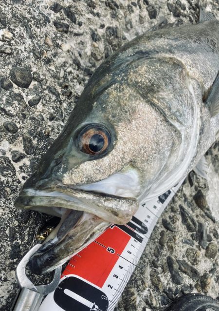 ランカーゲットならず(T_T)