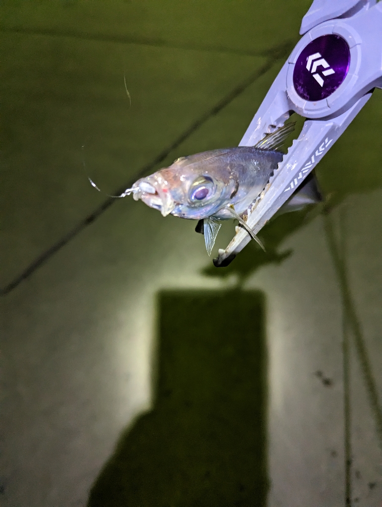 陸っぱり釣行記