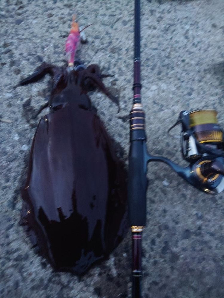 激渋エギングIN対馬